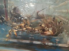 -盒马鲜生(莱蒙都会店)