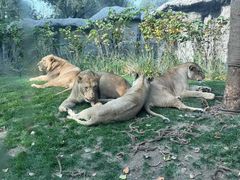 -北京野生动物园