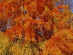 -上海海湾国家森林公园