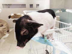 -怪兽屋·羊驼·猫咖·狗咖(俊华广场店)