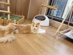 -唐小姐の私宠·宠物洗护美容·撸猫馆·购宠(周浦万达旗舰店)