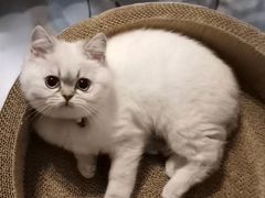 -欣宠猫屋·矮脚拿破仑·蓝金金渐层