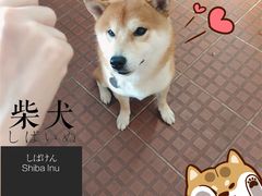 -柴犬高等学院·狗咖·柴犬售卖·宠物训练