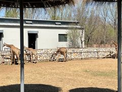 -北京野生动物园