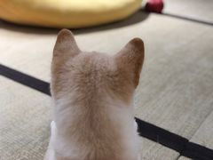 -逗柴咖啡屋·狗咖猫咖宠物桌游