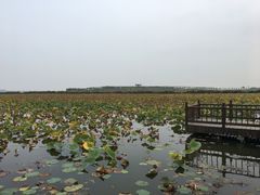 -天津东丽湖风景区