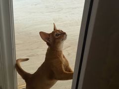 -小猫来了·猫咪专售(红山六九七九店)