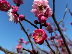 -花开海上生态园