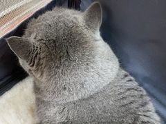 -瑞派天宁宠物医院·猫科·异宠中心