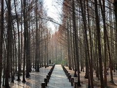 -桤木河湿地公园