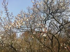 -马浜花园
