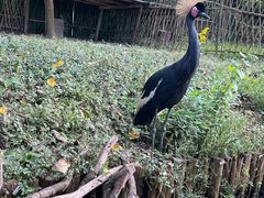 -上海野生动物园