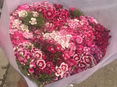 -秦美花卉(天朗·莱茵小城2期店)
