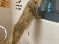 -唐小姐の私宠·宠物洗护美容·撸猫馆·购宠(周浦万达旗舰店)