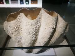 -青岛贝壳博物馆