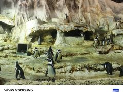 -帝企鹅自助餐厅•儿童岛•真企鹅(长隆企鹅酒店)