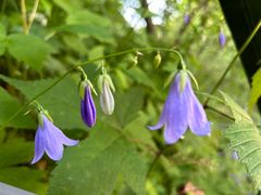 -峡谷浮石林景区