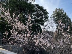 -香山公园