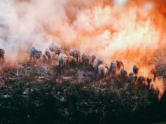 -罗红摄影艺术馆