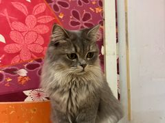-Let's go狗咖·猫咖·奶狗·桌游(春熙路IFS店)