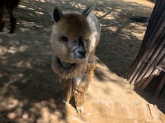 -鄂尔多斯野生动物园