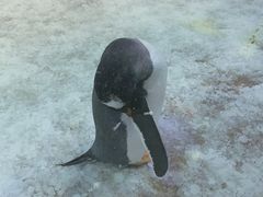 -芜湖新华联大白鲸海洋公园