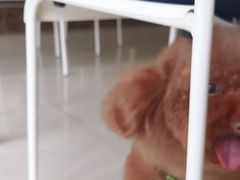 -瑞鹏宠物医院·骨科·猫科·内科(第一中心)