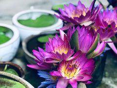 -云水谣景区-土楼之光文化园