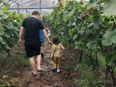 -马陆小张葡萄园农家乐