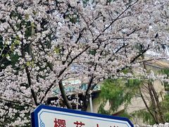 -武汉大学-樱园