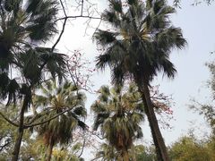 -中国科学院华南植物园