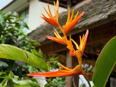 -西双版纳傣族园