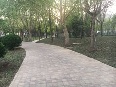 -金星公园