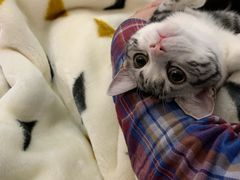 -Bastet sally猫舍购宠(静安店)