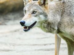 -常州淹城野生动物世界