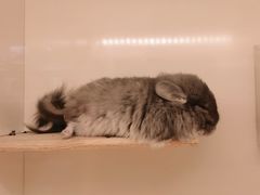 -龙猫仔乐园(惠福东路店)