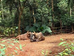 -海南热带野生动植物园