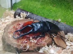 -上海昆虫博物馆