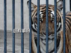 -广州动物园