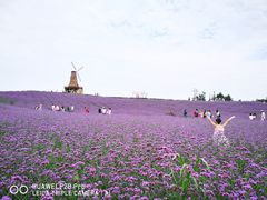 -大塘金香草谷