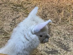 -Zoolung Zoolung动物主题公园(海信广场店)