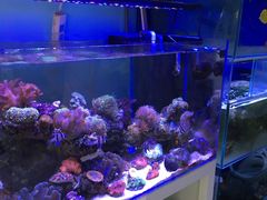 -本溪路花鸟市场(江浦路1709弄小区店)