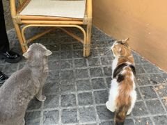 -猫岛主趣味餐厅(鼓浪屿店)