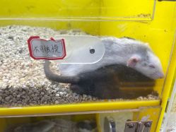 -神奇动物撸宠馆·羊驼·小浣熊·异宠(豫园店)