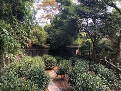-十八棵（老龙井）御茶园(老龙井店)
