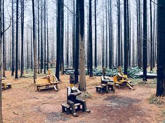 -黄海国家森林公园