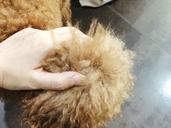 -沉香牛肉面