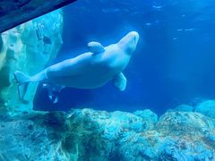 -珠海长隆海洋王国