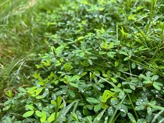 -谷咖啡·鲜花绿植花园餐厅