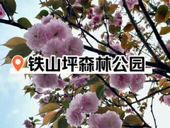 -铁山坪森林公园